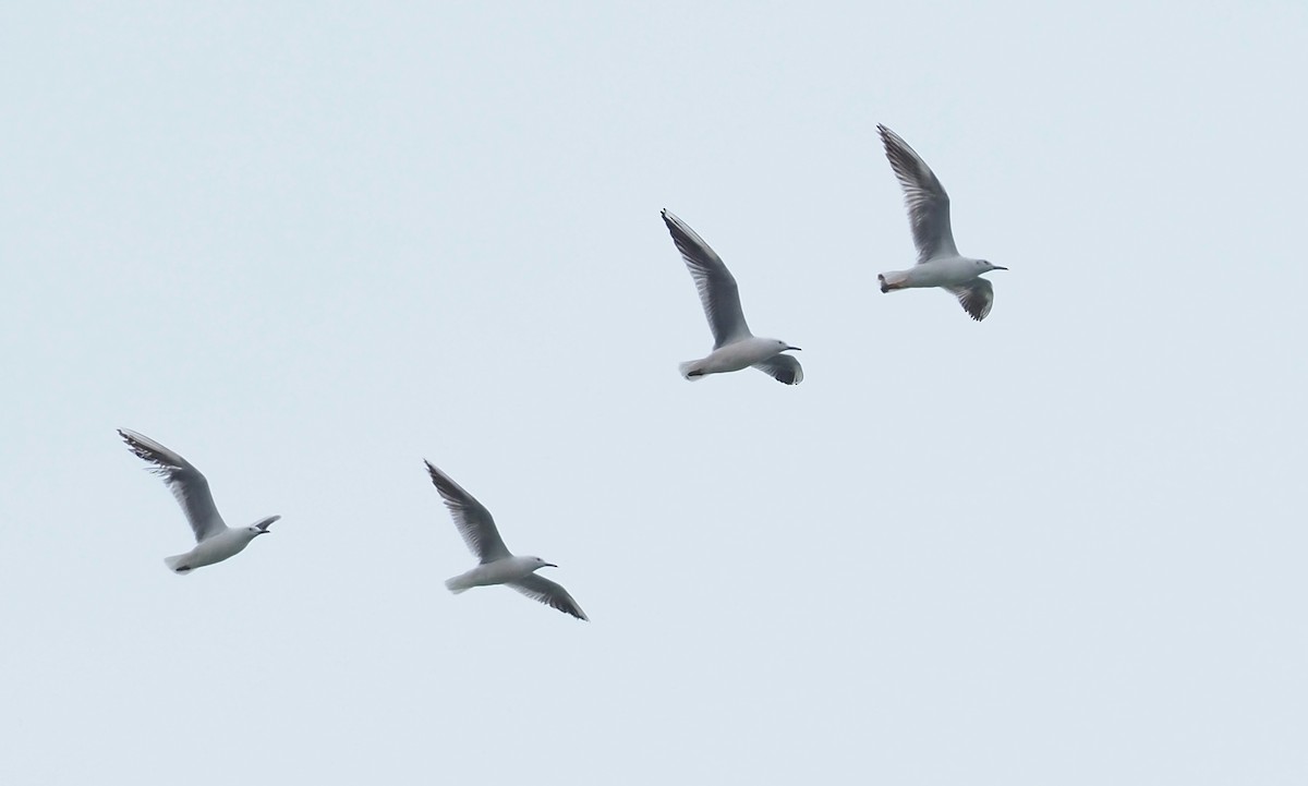 Slender-billed Gull - Asmus Schröter