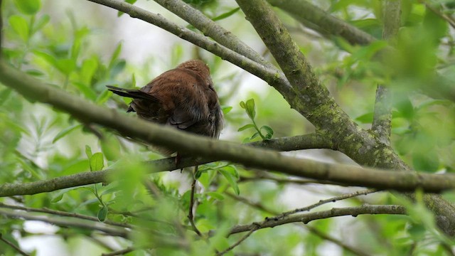 Cetti's Warbler - ML618769771