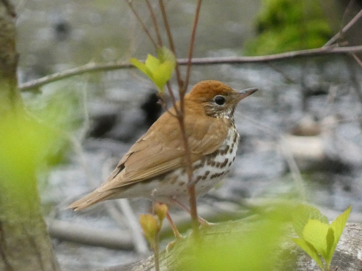 Wood Thrush - William Buswell