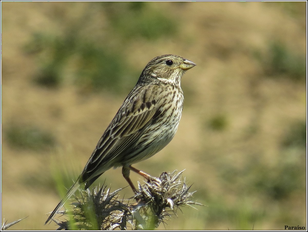 Corn Bunting - ML618769774