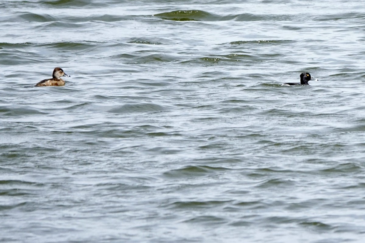 Ring-necked Duck - ML618769795