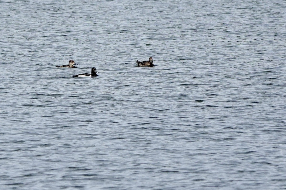 Ring-necked Duck - ML618769796