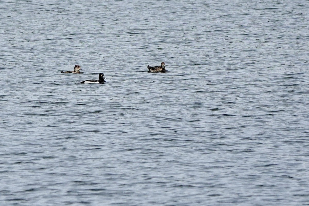 Ring-necked Duck - Fleeta Chauvigne