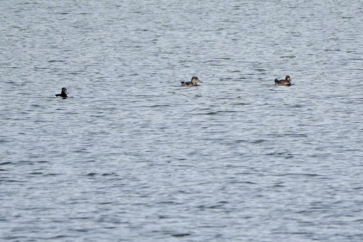 Ring-necked Duck - Fleeta Chauvigne