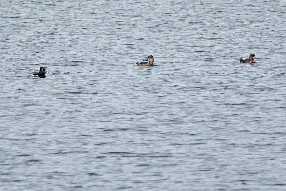 Ring-necked Duck - ML618769798