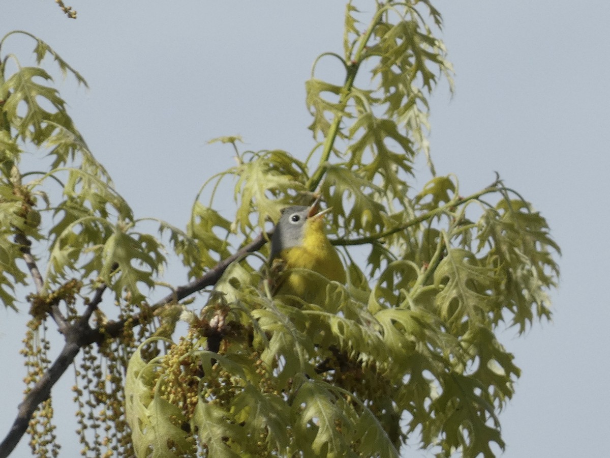 Nashville Warbler - William Buswell