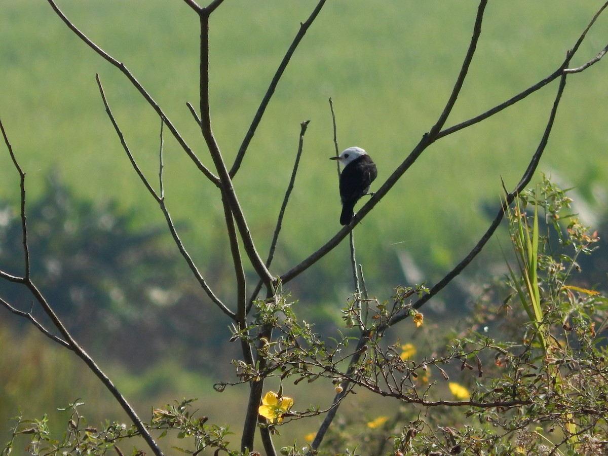 White-headed Marsh Tyrant - ML618769814