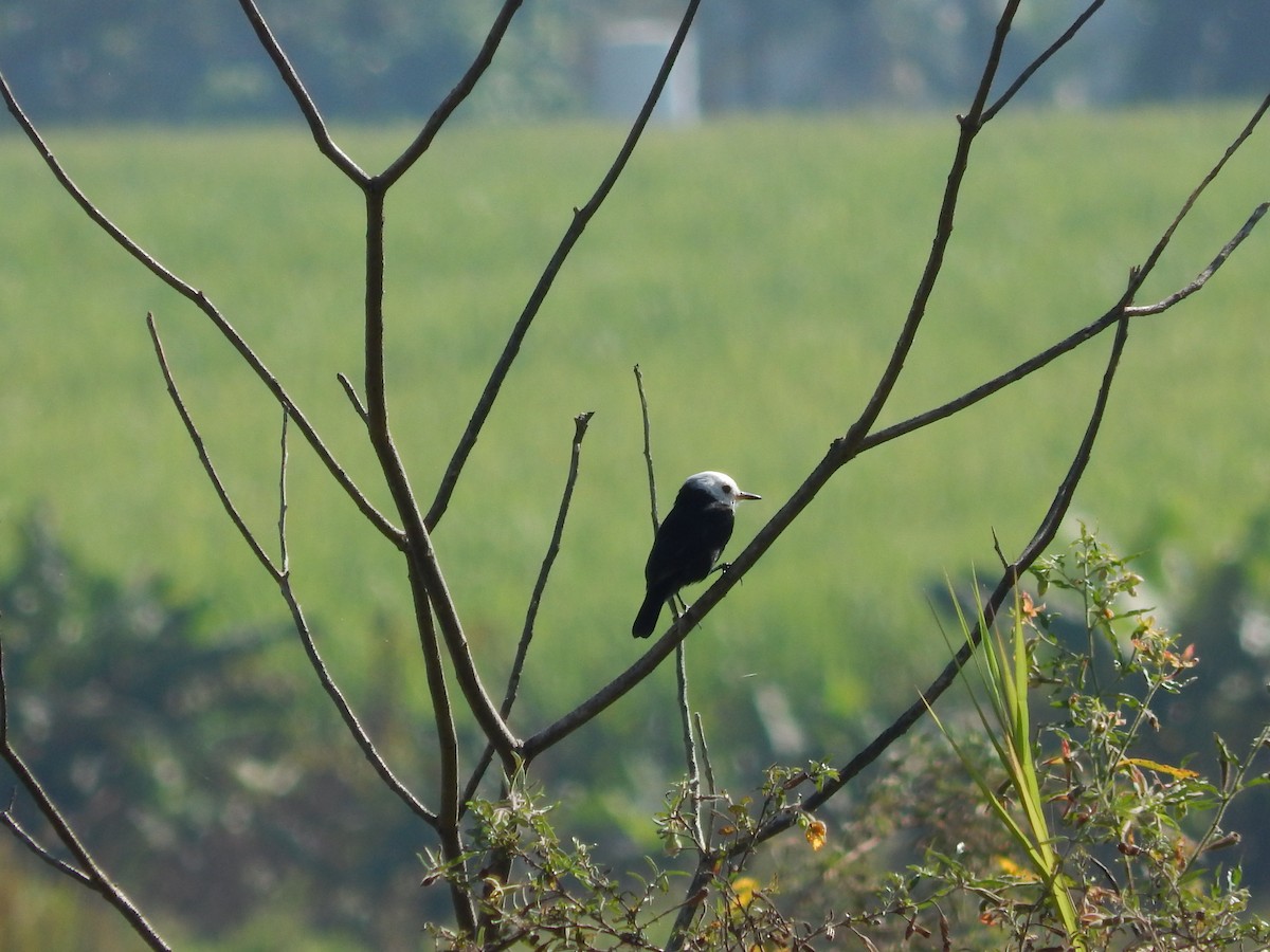 White-headed Marsh Tyrant - ML618769815