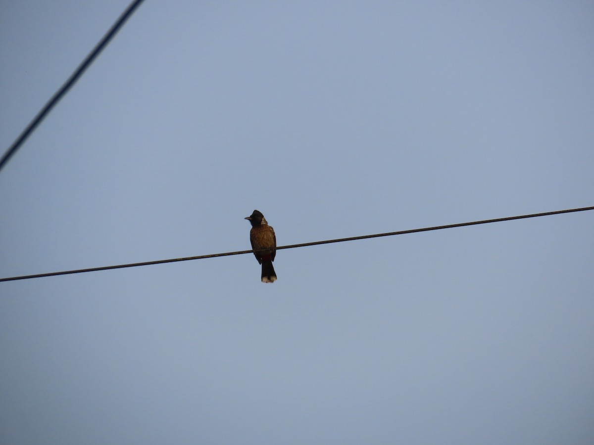 Red-vented Bulbul - Shilpa Gadgil