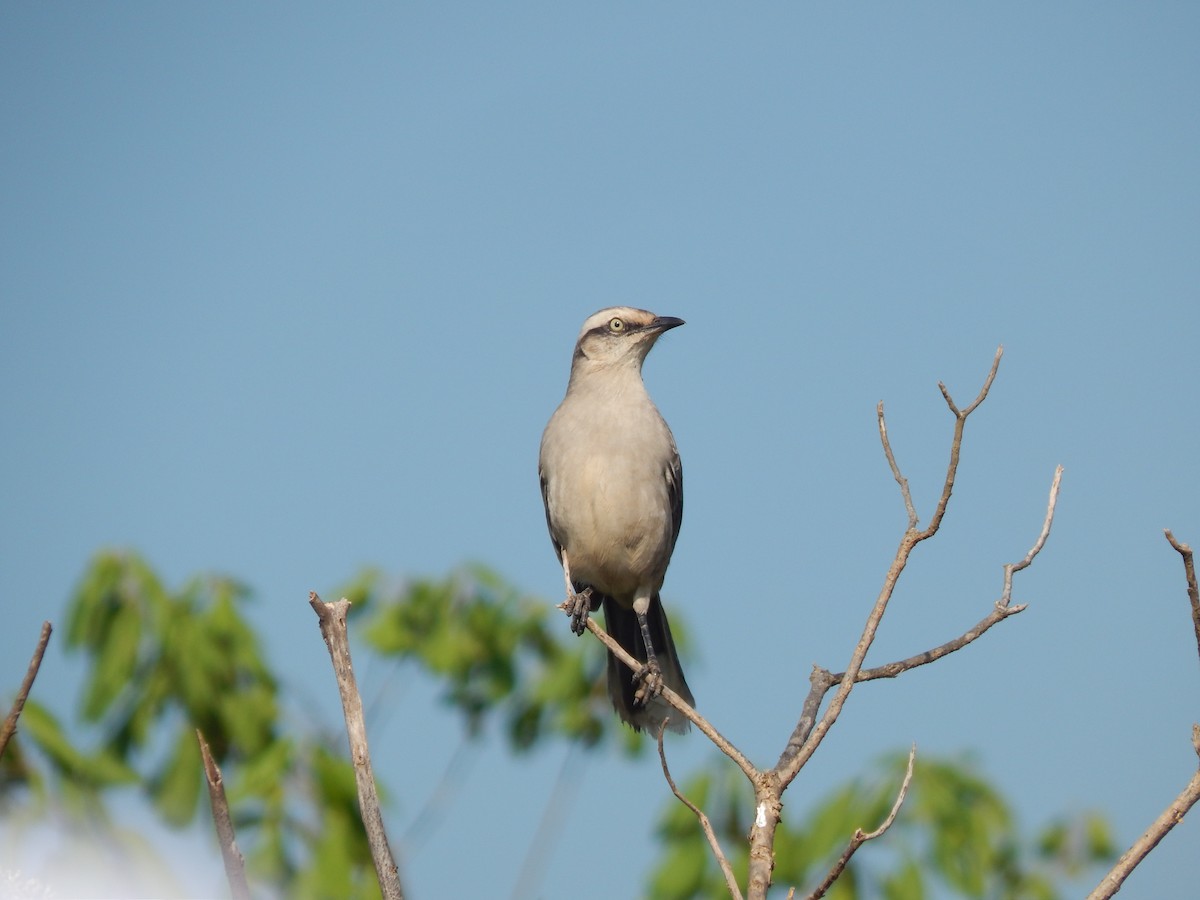 Chalk-browed Mockingbird - Fabiana Santos de Oliveira