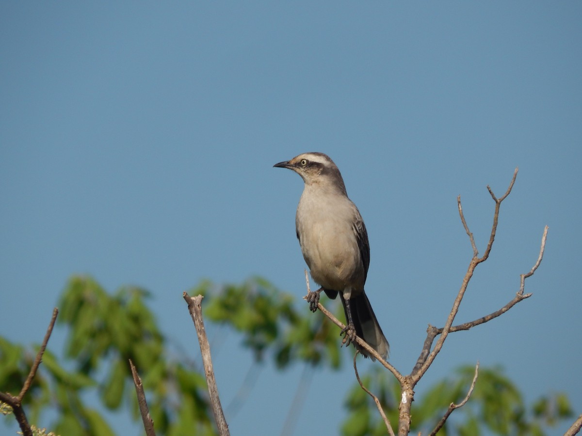 Chalk-browed Mockingbird - ML618769820