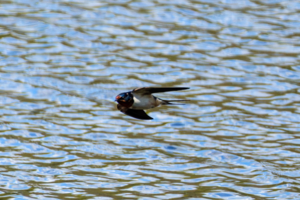 Barn Swallow - Andrew W.