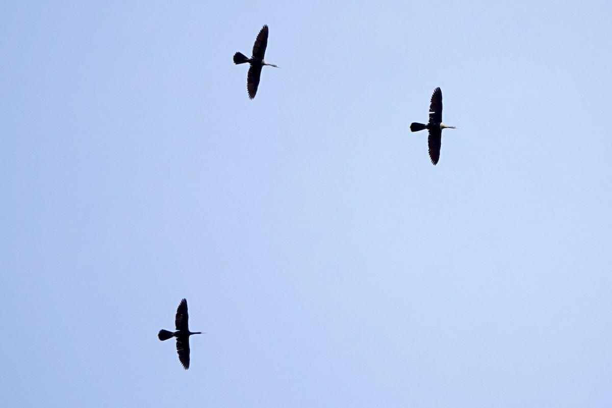 anhinga americká - ML618769827