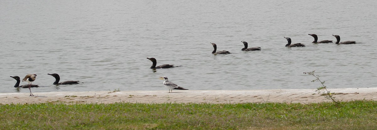 Neotropic Cormorant - T L P L