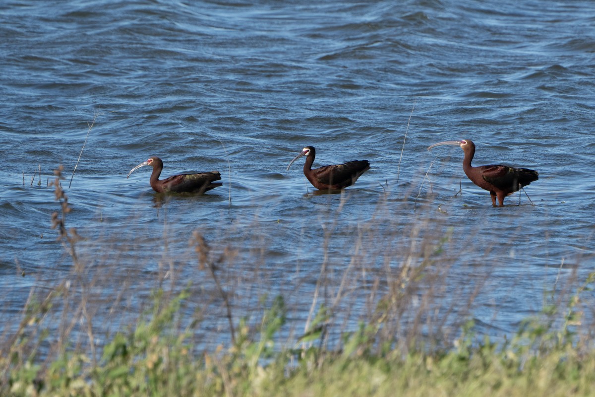 White-faced Ibis - Marcel Holyoak