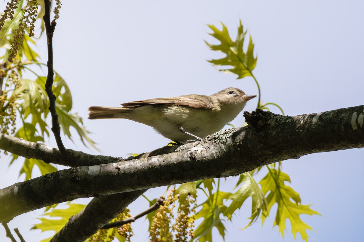 Warbling Vireo - Andrew W.