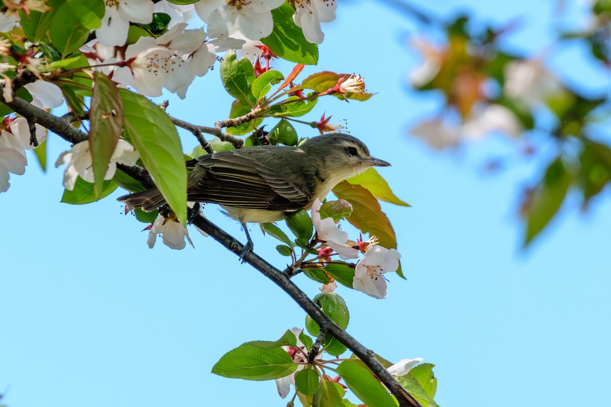 Warbling Vireo - Andrew W.