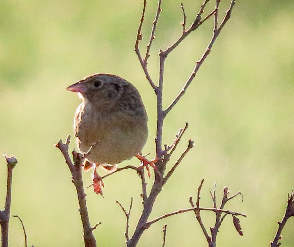 Grasshopper Sparrow - Randall Williams