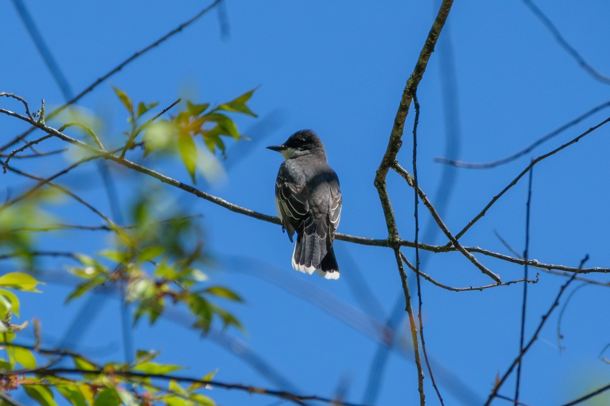 Eastern Kingbird - Andrew W.