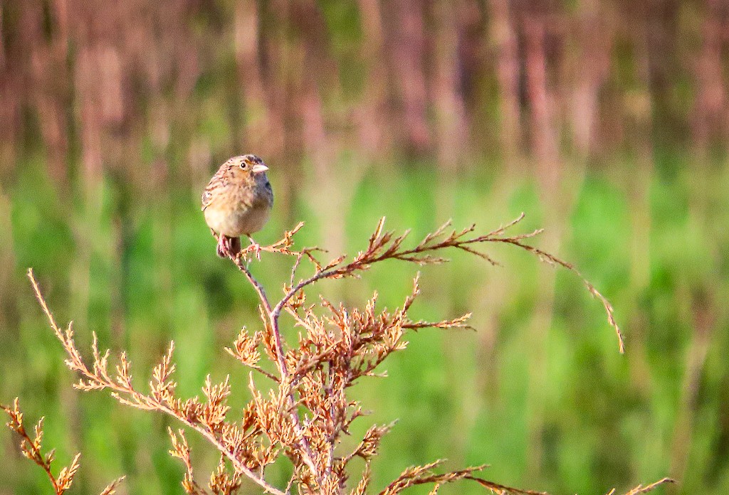 Grasshopper Sparrow - Randall Williams