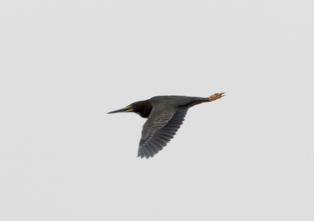 Green Heron - ML618769903