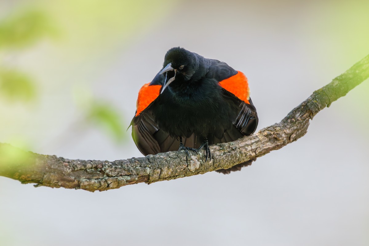 Red-winged Blackbird - Andrew W.
