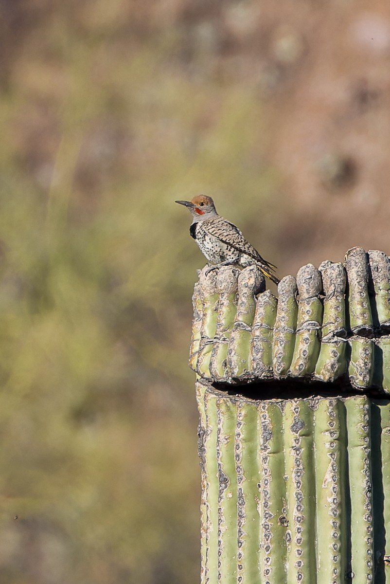 Gilded Flicker - Kyle Shay