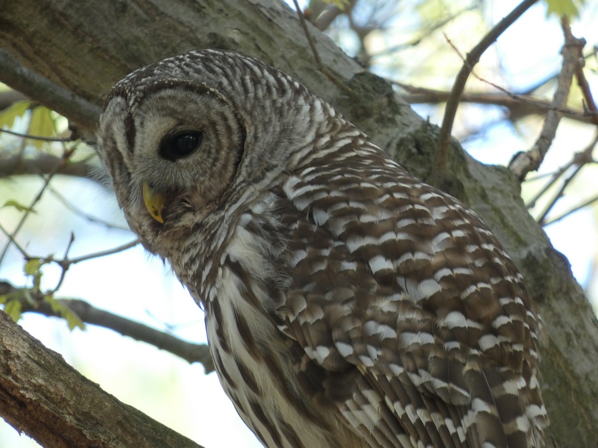 Barred Owl - ML618769923
