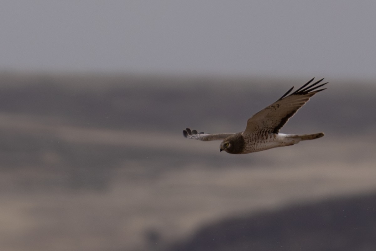 Northern Harrier - ML618769932