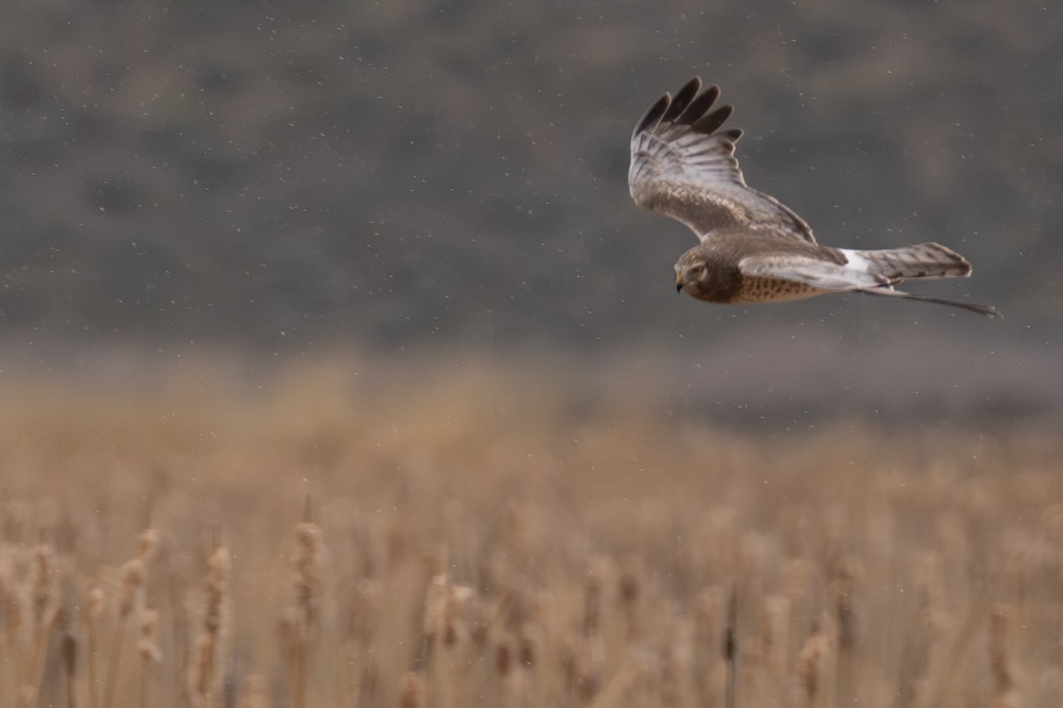 Northern Harrier - ML618769933