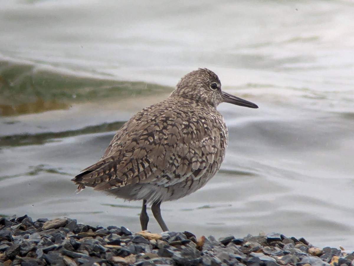 Willet (Eastern) - Andrew Price
