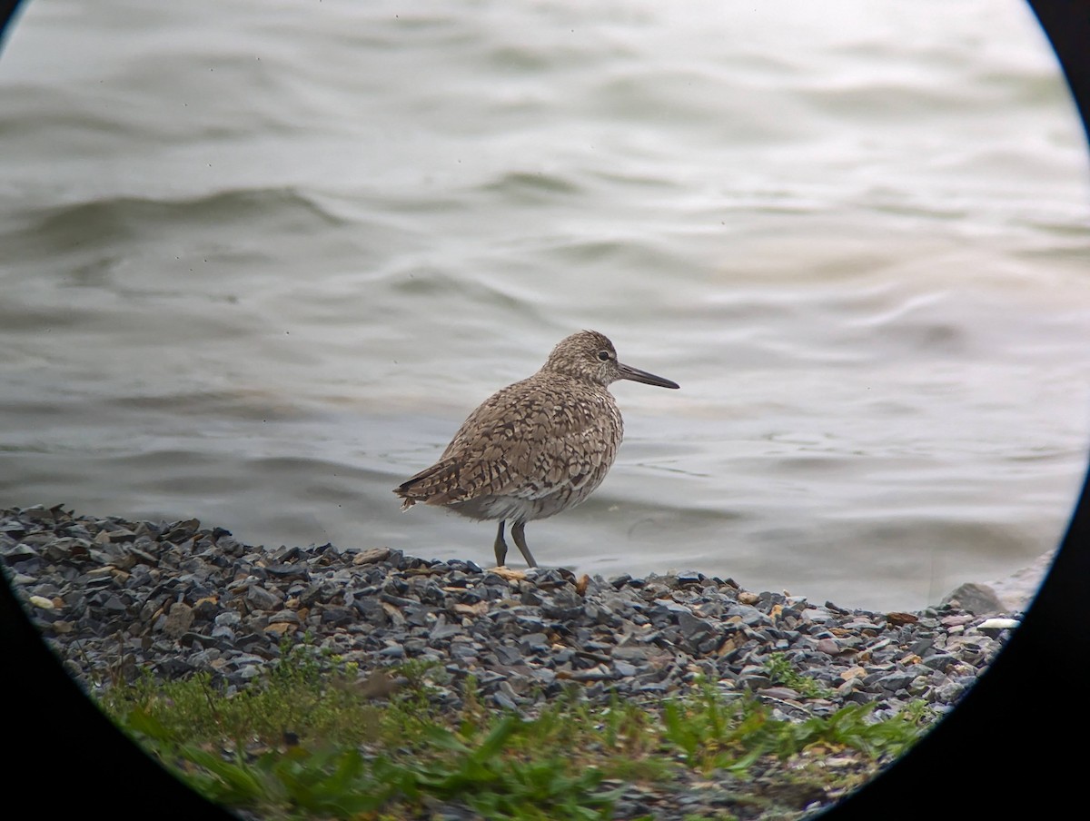 Willet (Eastern) - Andrew Price
