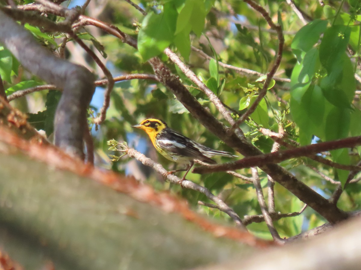 Blackburnian Warbler - Jeanne Kaufman