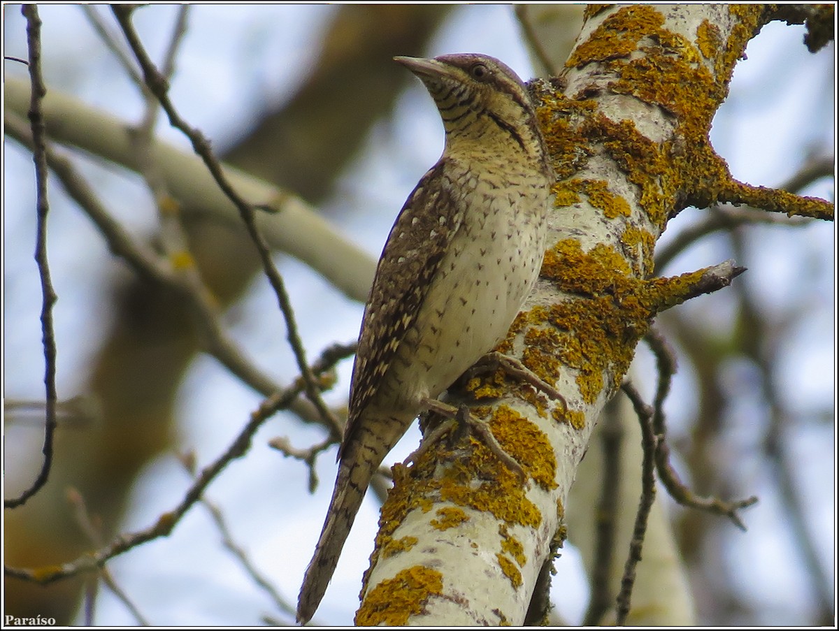 Eurasian Wryneck - ML618769962