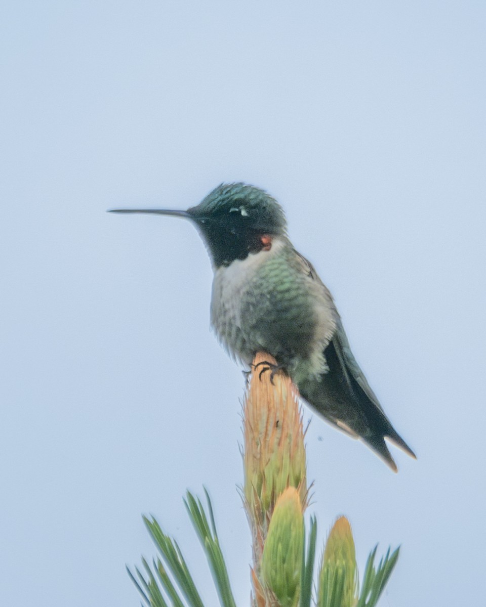 Colibrí Gorjirrubí - ML618769966