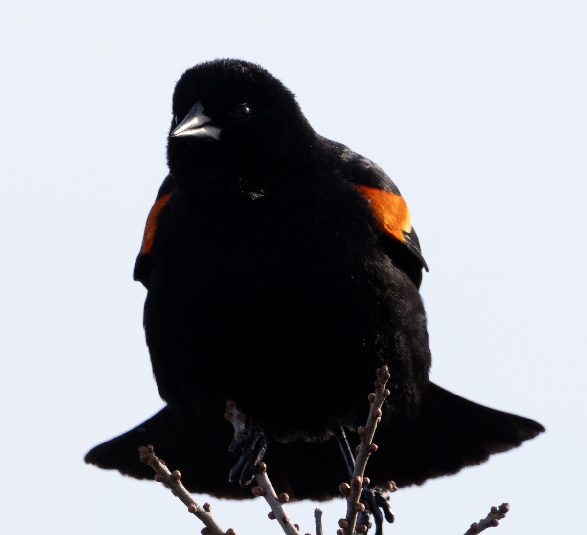 Red-winged Blackbird - Jenny Rogers