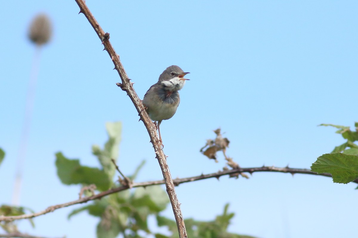 Greater Whitethroat - Grzegorz Burkowski