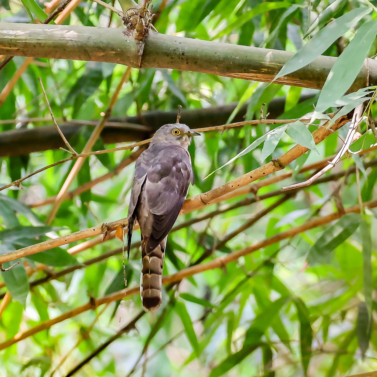 Common Hawk-Cuckoo - ML618769980