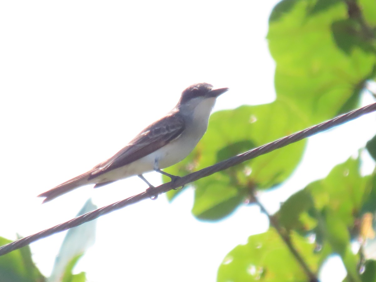 Gray Kingbird - Jeanne Kaufman