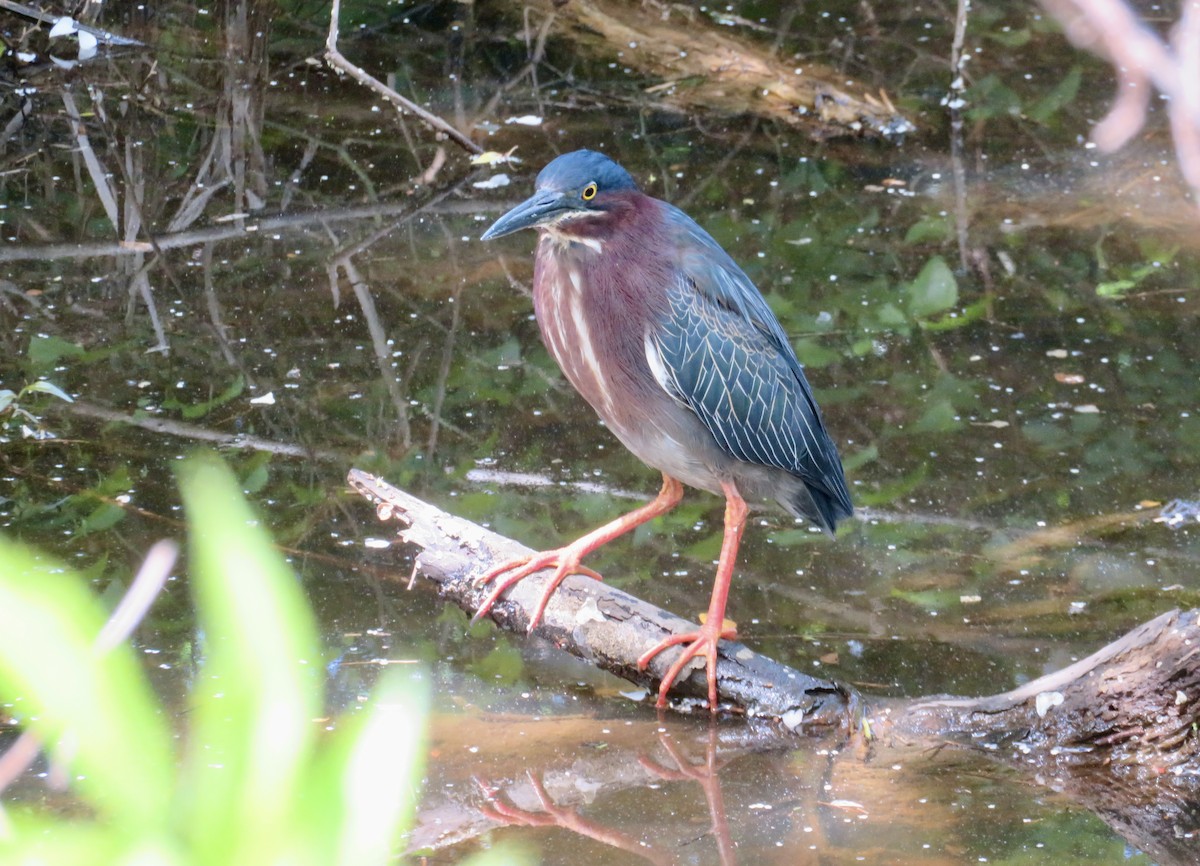 Green Heron - Catherine Ford