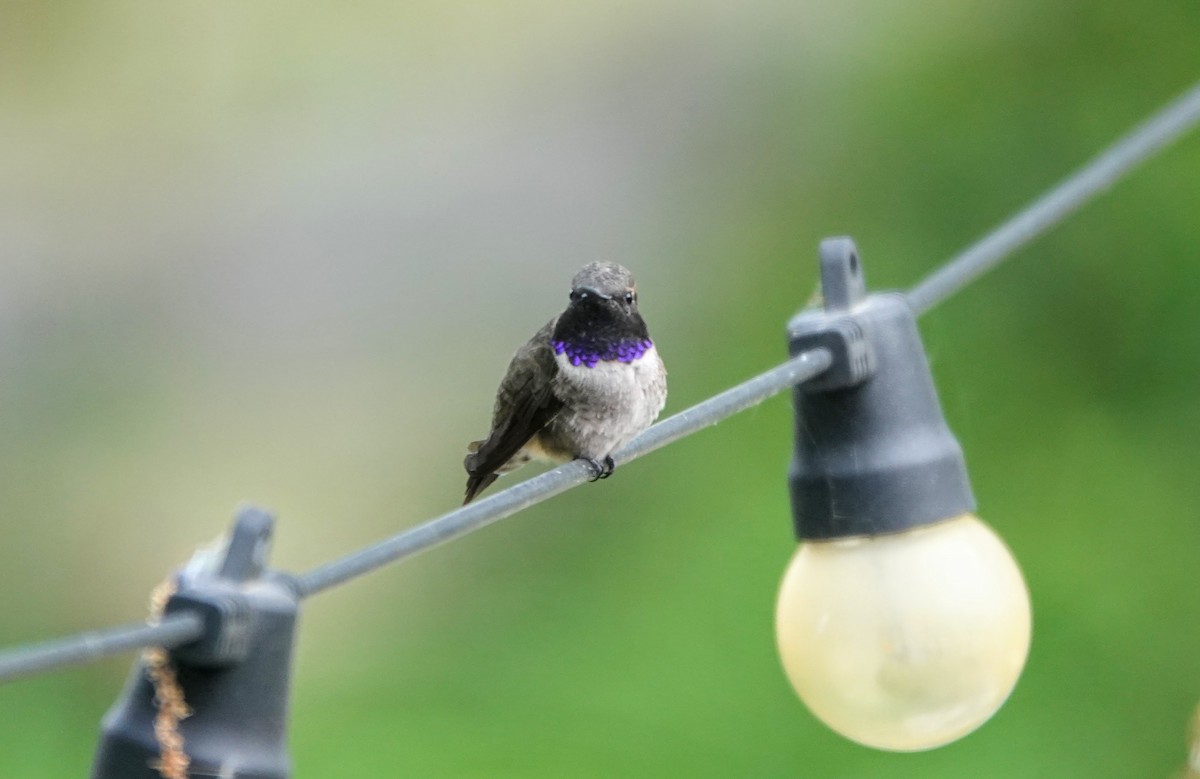 Colibri à gorge noire - ML618770048