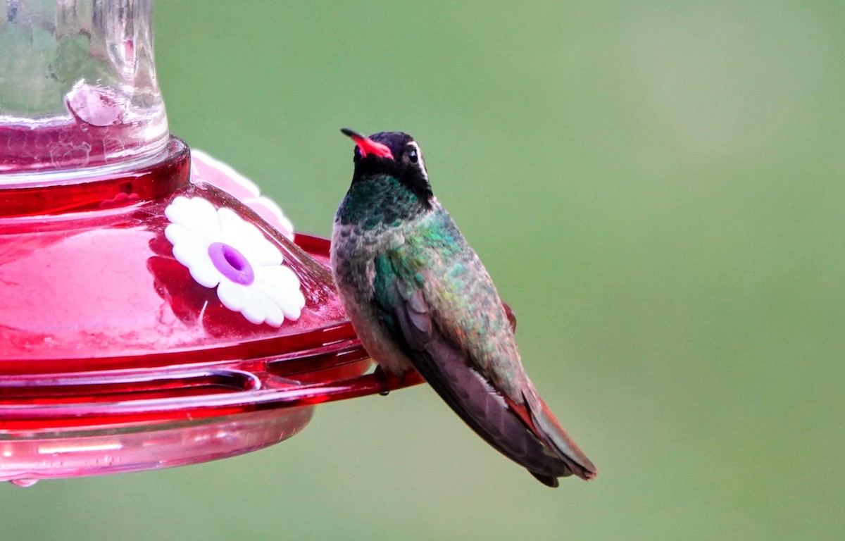 Xantus's Hummingbird - Eric Smith Jr.