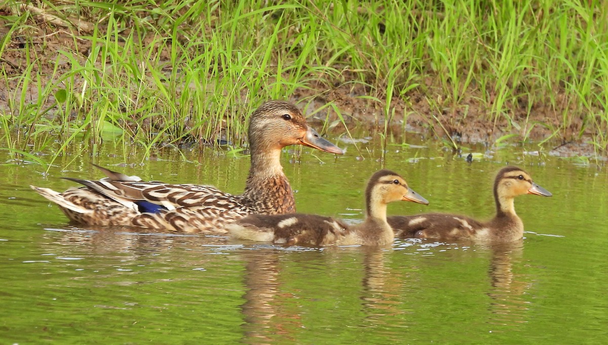 Canard colvert - ML618770068