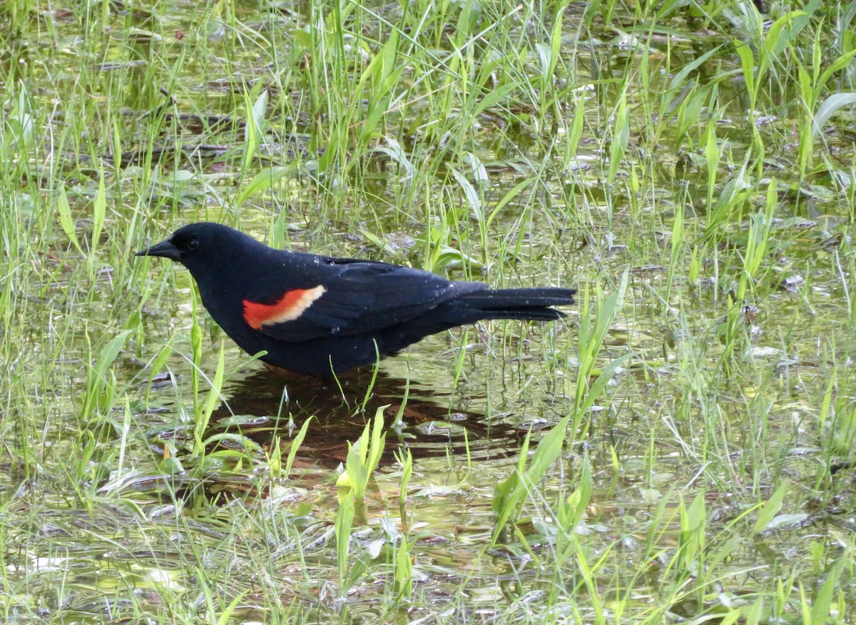 Red-winged Blackbird - Catherine Ford