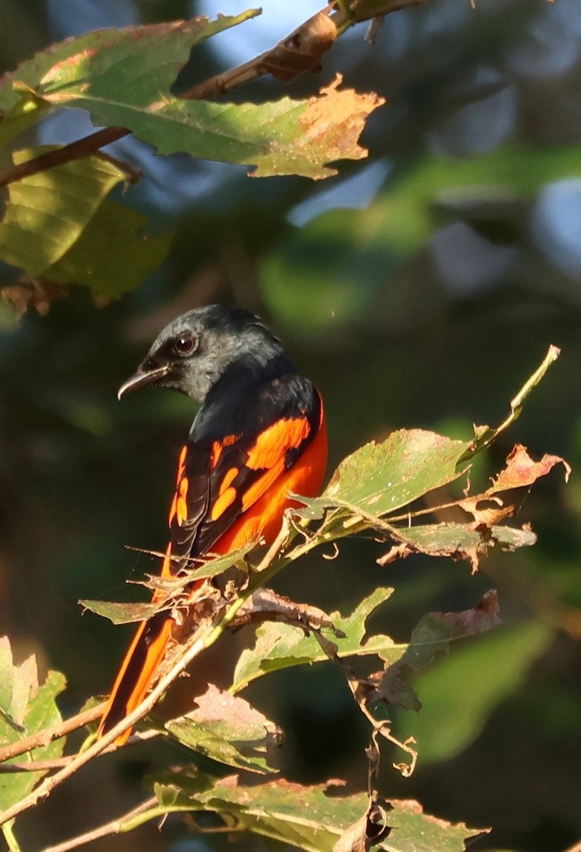 Gri Yanaklı Minivet - ML618770081