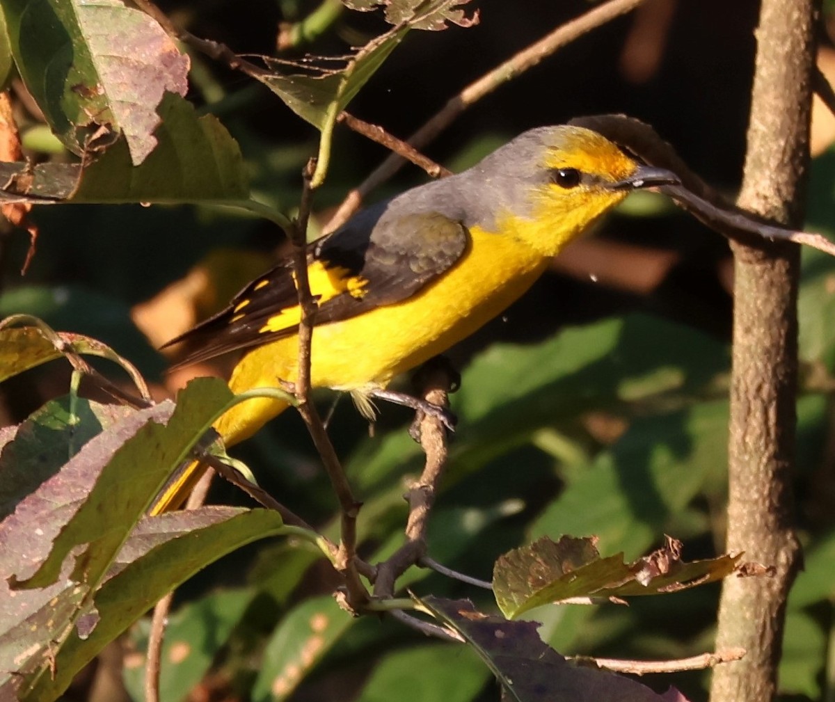 Gray-chinned Minivet - ML618770087