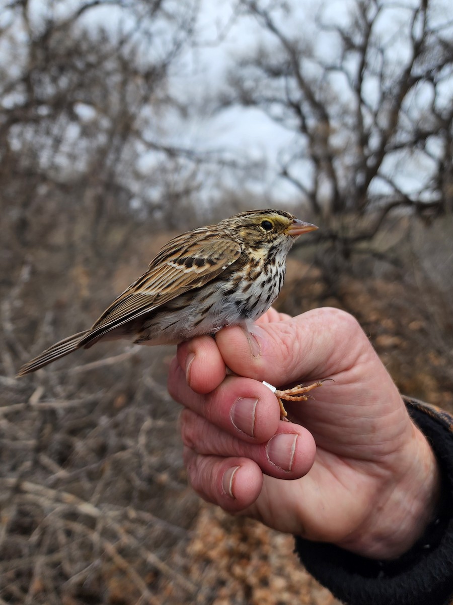 Savannah Sparrow - Nancy Cox