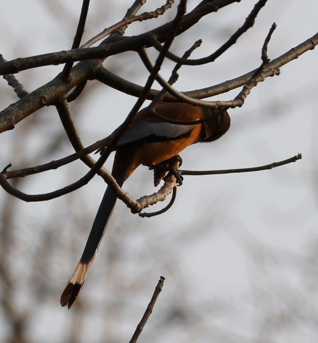 Rufous Treepie - ML618770107