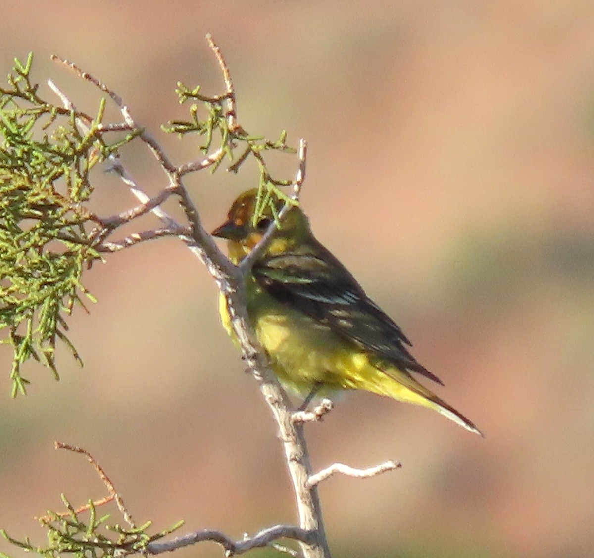 Western Tanager - Ruth Gravance