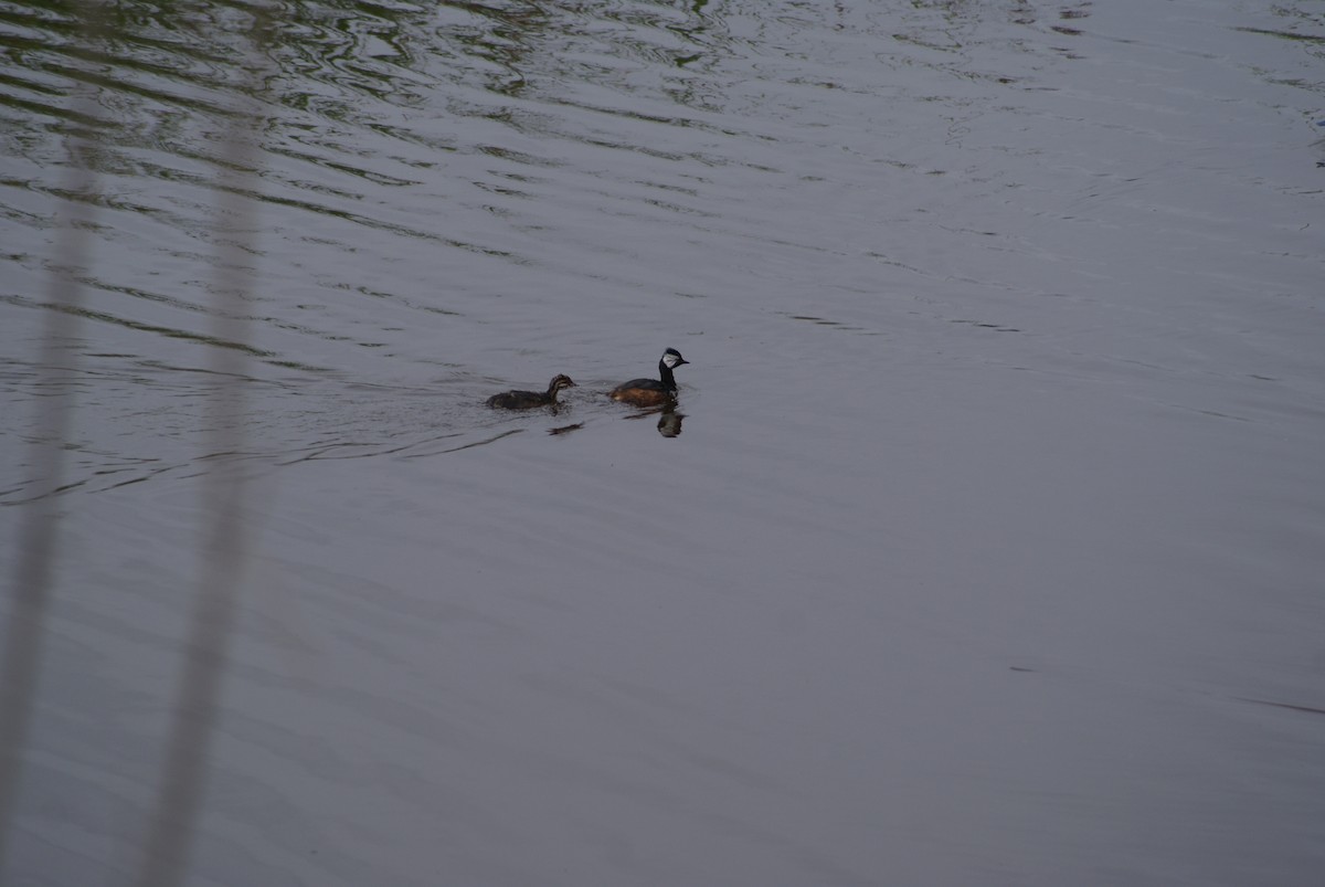 White-tufted Grebe - ML618770175